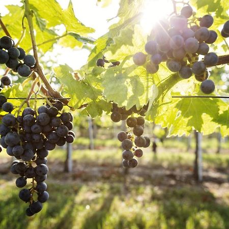 Weingut & Gastezimmer Edelmann Göttlesbrunn Exterior foto