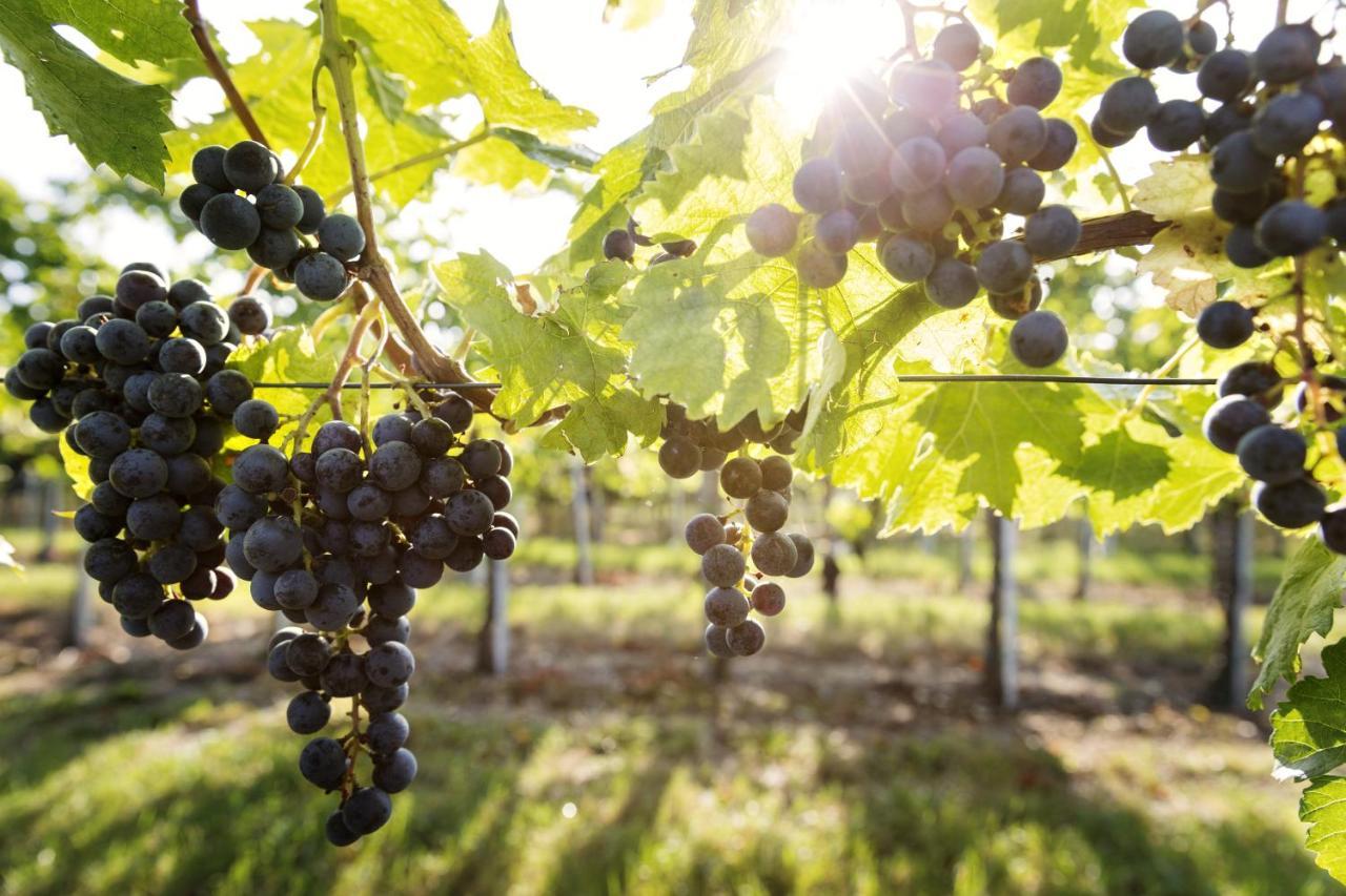 Weingut & Gastezimmer Edelmann Göttlesbrunn Exterior foto